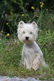 WESTIE 376